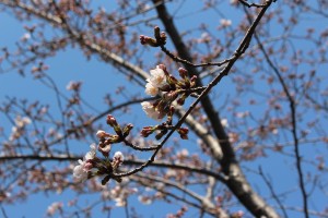 IMG_2529