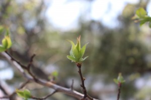 IMG_3874