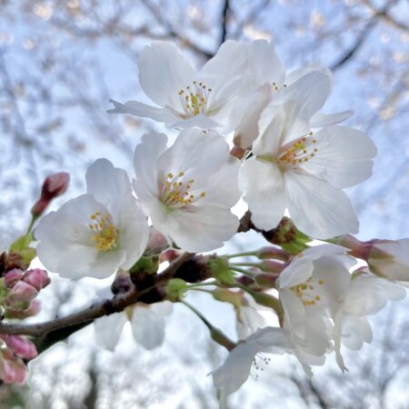 桜が満開になる頃（今年度最終回）