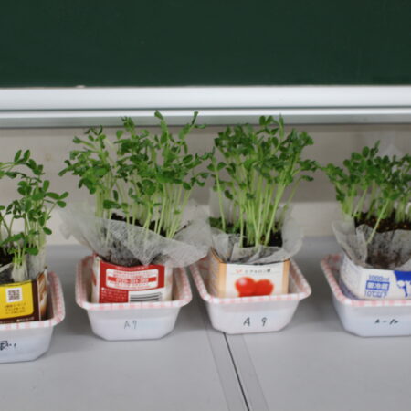 みんなで育てた「豆苗」が食べ頃です！